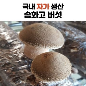 국내산 송화 송화고 버섯 1kg 2kg 3kg 4kg 5kg, 일반형_1kg, 1개