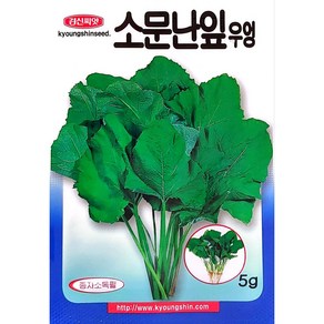 잎 우엉씨앗 (5g), 1개