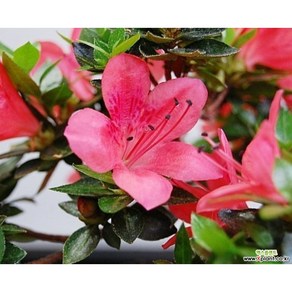 녹산(사스끼), 1개