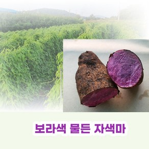 친환경 유기농 자색마 열대둥근마 [산지직송] 혼합1kg 2kg 3kg 5kg