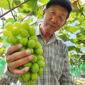 특품 망고향 선물용 사인머스켓 고당도 산지직송 청포도, 1박스, 4kg(특품)