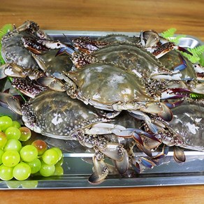 [라이프마켓] 가장 싱싱하고 맛있는 서해안에서 잡은 국내산 최상급 급냉 꽃게