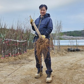 가시있는 참두릅 두릅나무 묘목 2년생, 1개