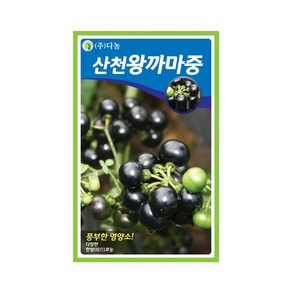 (DN) 산천왕까마중 씨앗(50립), 1개