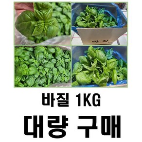 [새벽배송(팀프레시)지역 확인] 야채왕 싱싱한 스위트 바질1kg 대량구매