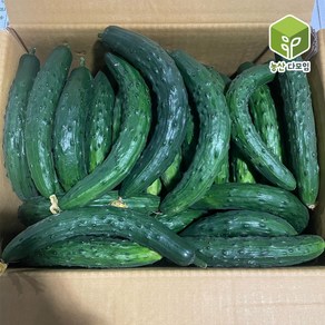 국내산 못난이오이 취청오이 보통 10kg, 1개