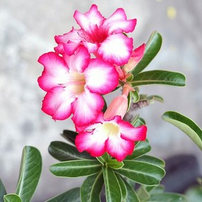 [모야모 꽃씨] 석화 사막의장미 Adenium 씨앗 5립, 1개