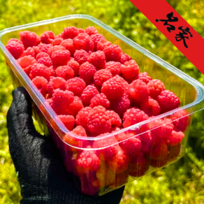 [유명베이커리납품농가] 청도운문산 프리미엄 산지직송 산딸기, 1박스, 500g