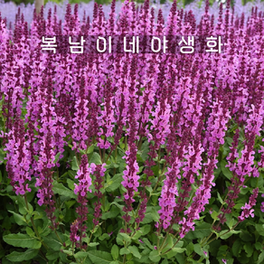 살비아 메를로 로즈 [3포트 복남이네야생화 모종 허브 깨꽃 샐비어 세이지 sage], 3개