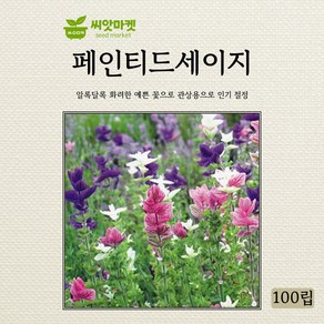 아람종묘 페인티드 세이지 씨앗 100립, 1개