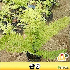 관중 고사리 5치포트, 1개