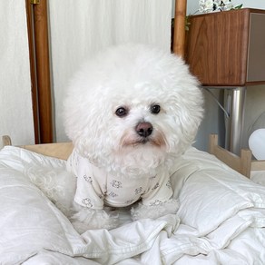 바이담수미 강아지 마넨곰 티셔츠, 아이보리, 1개