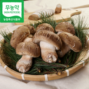 [국내산] 산지직송 무농약 고기맛 명품 솔 송화버섯 1kg 2kg 송향 송화 송화고 (착한 송이버섯), 1개, 가정용(실속형) 500g