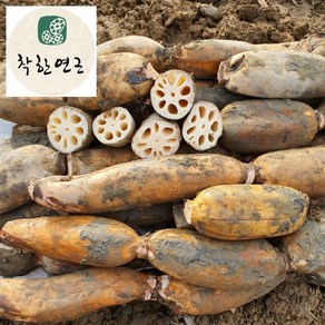 GAP인증 직접농사짓는 착한연근 국내산 연근 10kg (특+상) 산지직송, 1개