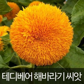 테디베어 해바라기 씨앗 해바라기씨 종자 야생화 20알, 1개