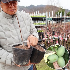 포포나무 묘목 접목1년생 포트묘 망고바나나 유실수 과실수, 1개