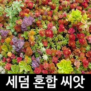 혼합 세덤 씨앗 다육 종자 리톱스 기린초 다육이 50알, 1개