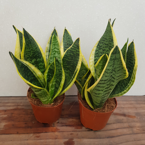 [용이네 화원] 산세베리아 산세 [2개묶음 1+1 무료배송] 포인세티아 크리스마스 꽃 10cm화분 농원 천리향 만리향 바질 철쭉 금전수 게발 스킨 호야 난 석화 109, 2개, 랜덤