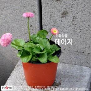 데이지, 핑크, 1개