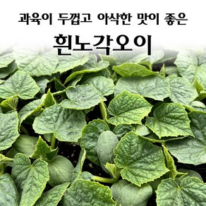 [모종심는아빠] 과육이 두껍고 아삭한 맛이 좋은 흰노각오이 모종, 5개