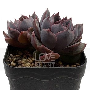[꽃사랑식물나라] 배반의장미 에케베리아 다육식물 소품 화분 다육 공기정화식물, 1개