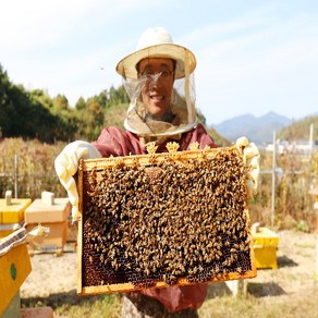 1년에 한번 생꿀 그대로! 100% 국내산 천연벌꿀 진짜꿀, 2.4kg, 1개