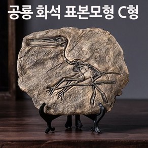 공룡 화석 관찰 표본모형 C형 초등교구 초등과학