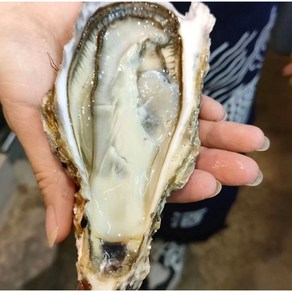 [제철365] 산지직송 통영 삼배체굴 개체굴 대왕굴 삼배체굴, 1개, 3kg