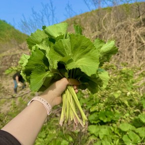 [오늘도산들해] 청정지역 광양 자연에서 자란 머구 머위 나물 머위순 머위대 머위잎, 500g, 1개