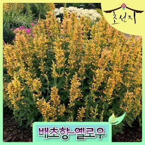 Agastache kudos, 옐로우, 1개