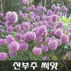 [해피플라워] 야생화 산부추 씨앗 100립 / 봄 여름 가을 파종 꽃씨