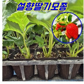 모종-딸기모종 묘목 설향 아주 달고 맛있는 딸기 컵포트 런너이용한 딸기결실모종, 4개