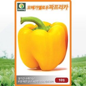 오메가 옐로우 파프리카 씨앗 10립 노랑 파프리카 씨 칼라 피망 종자, 1개