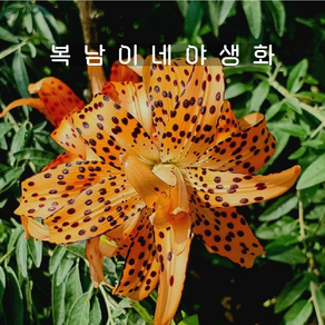 겹참나리 [2포트 복남이네야생화 모종 나리꽃 타이거 릴리 백합 릴리움 lilium], 2개