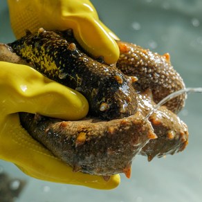 자연산 통영 활 해삼, 1개, 1kg