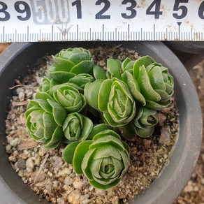 [수암다육] 화춘 랜덤발송 Crassula 'David' 랜덤발송 다육 다육이 다육식물 212