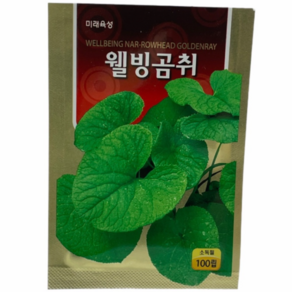 곰취 종자 씨앗 / 웰빙곰취 씨앗 100립