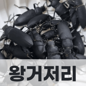 밀웜나라 슈퍼밀웜 성충(아메리카왕거저리), 1팩