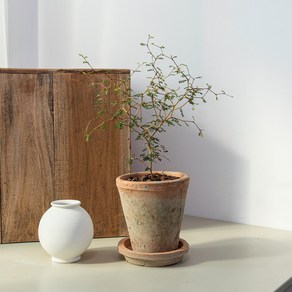 마오리소포라 빈티지토분, 식물만 구매하기(기본플라스틱POT), 1개