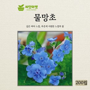 아람종묘 물망초 씨앗 200립, 1개