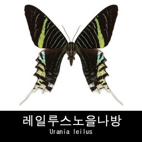 나비표본 레일루스노을나방 Uania leilus 80mm+-