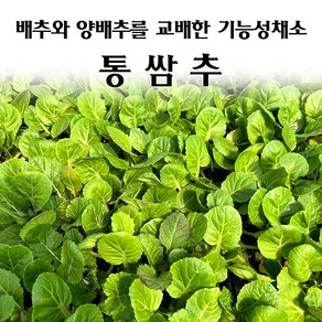 [모종심는아빠] 배추와 양배추를 교배한 기능성채소 통쌈추 모종, 12개