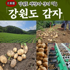 강원도 정선 햇감자 포슬포슬 두백감자 씨감자 5kg 10kg 국내산 제철 감자 택배배송 [원산지:국산(강원도 정선군)], 1박스, 두백 (씨)감자 1kg