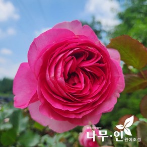 [나무인] 핑크에덴로즈 사계줄장미 덩굴장미 키1.5m, 1개
