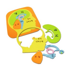 뇌구조 두뇌 모양 퍼즐놀이 학습완구 관찰 실습 과학 연구 준비물