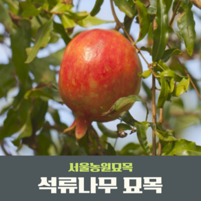 서울농원묘목/석류나무 묘목 정원수 웰빙식 인기수종, 1개