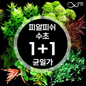 [1+1 행사] 피알피쉬 수초 모음 / 초보 전경 후경 수초