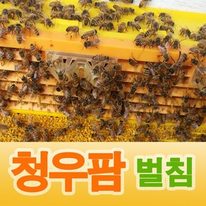 청우팜 벌 봉침 벌침 벌침벌 봉침벌 봉침용벌 80마리+영양먹이 서비스, 80개