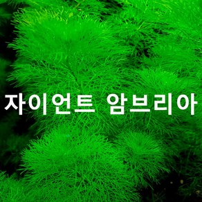 자이언트 암브리아 (2촉) 초보자수초 자연수초, 2개