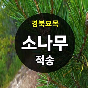 [경북농원] 적송 포트묘1-2년생 / 반송 접목묘1년생, 적송 실생1(20cm이상)  포트묘